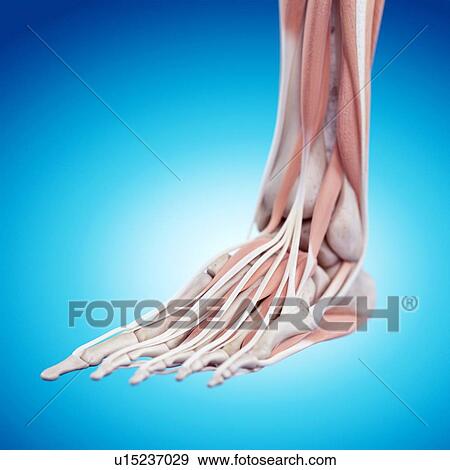 Stock Photo - Human foot anatomy. Fotosearch