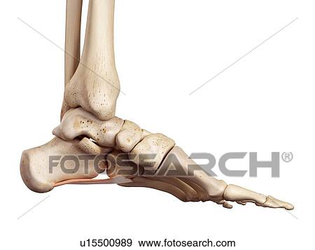 Human foot anatomy View Large Photo Image Stock Photo - Human foot anatomy. Fotosearch