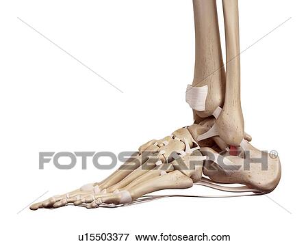 Stock Photo - Human foot anatomy. Fotosearch