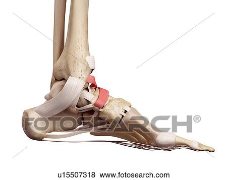 Human foot anatomy View Large Photo Image Stock Photo - Human foot anatomy. Fotosearch