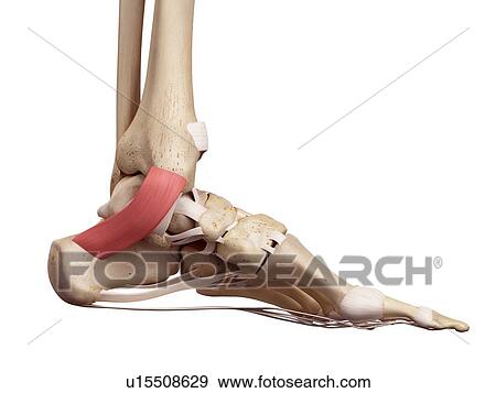 Human foot anatomy View Large Photo Image Stock Photo - Human foot anatomy. Fotosearch