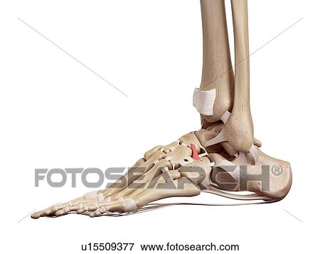 Stock Photo - Human foot anatomy. Fotosearch