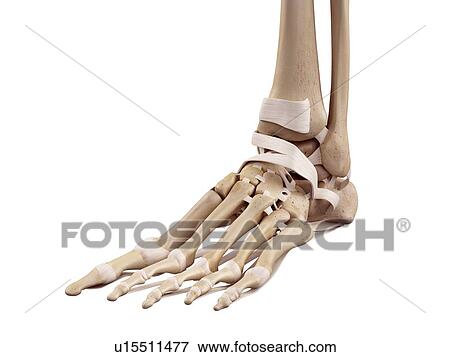 Human foot anatomy View Large Photo Image Stock Photo - Human foot anatomy. Fotosearch