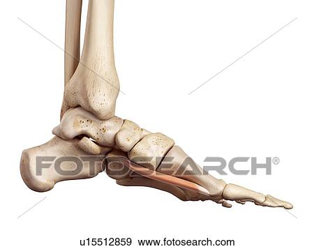 Human foot anatomy View Large Photo Image Stock Photo - Human foot anatomy. Fotosearch
