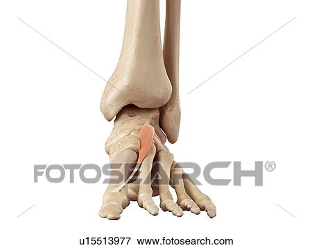 Stock Photo - Human foot anatomy. Fotosearch