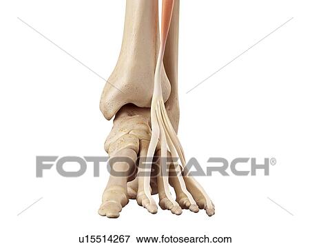 Stock Photo - Human foot anatomy. Fotosearch