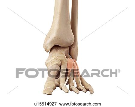 Human foot anatomy View Large Photo Image Stock Photo - Human foot anatomy. Fotosearch