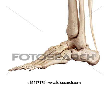 Stock Photo - Human foot anatomy. Fotosearch