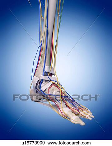 Stock Photo - Human foot anatomy. Fotosearch