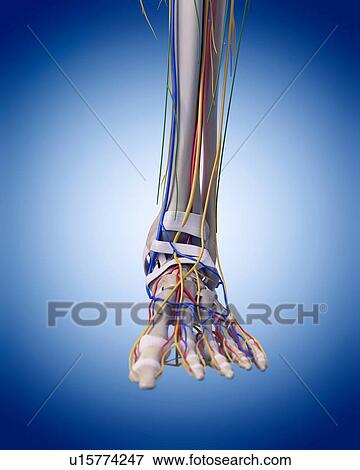 Stock Photo - Human foot anatomy. Fotosearch