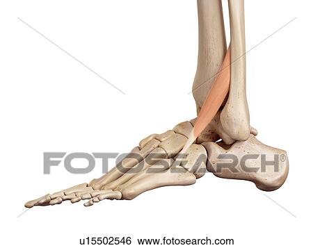 Human foot anatomy View Large Photo Image Stock Photograph - Human foot anatomy. Fotosearch