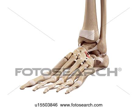 Human foot anatomy View Large Photo Image Stock Photograph - Human foot anatomy. Fotosearch