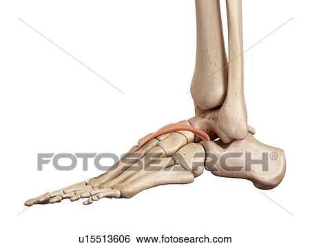 Stock Photograph - Human foot anatomy. Fotosearch