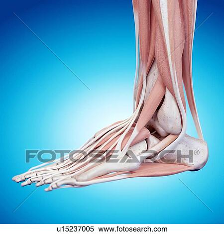Human foot anatomy View Large Photo Image Stock Photography - Human foot anatomy. Fotosearch