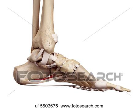 Stock Photography - Human foot anatomy. Fotosearch