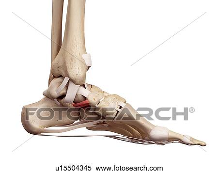 Stock Photography - Human foot anatomy. Fotosearch
