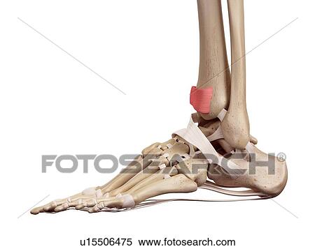 Stock Photography - Human foot anatomy. Fotosearch