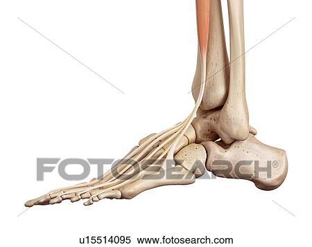 Human foot anatomy View Large Photo Image Stock Photography - Human foot anatomy. Fotosearch
