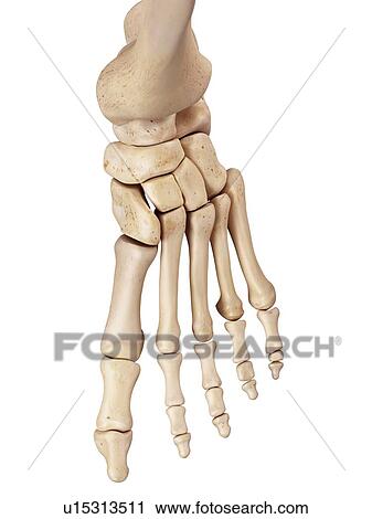 Human foot bones View Large Photo Image Stock Image - Human foot bones. Fotosearch