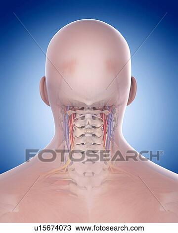 Human foot bones View Large Photo Image Stock Image - Human foot bones. Fotosearch