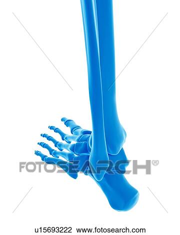 Human foot bones View Large Photo Image Stock Image - Human foot bones. Fotosearch