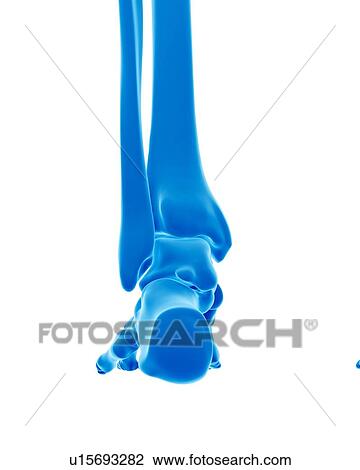 Stock Image - Human foot bones. Fotosearch