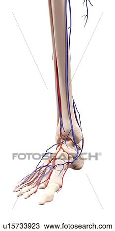 Stock Image - Human foot bones. Fotosearch