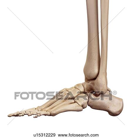 Human foot bones View Large Photo Image Stock Photo - Human foot bones. Fotosearch