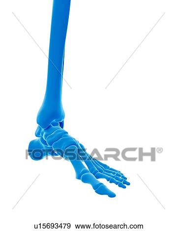 Stock Photo - Human foot bones. Fotosearch