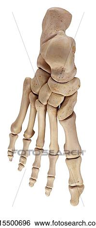 Human foot bones View Large Photo Image Stock Photograph - Human foot bones. Fotosearch