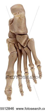 Stock Photograph - Human foot bones. Fotosearch