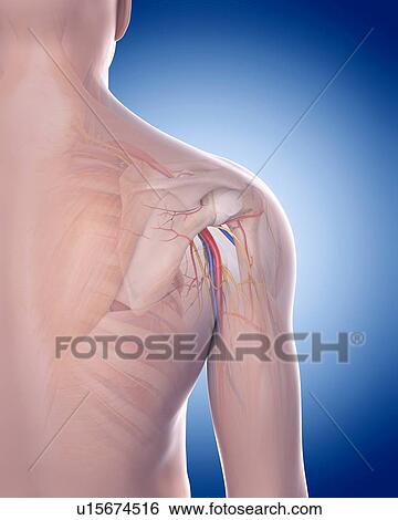 Stock Photograph - Human foot bones. Fotosearch