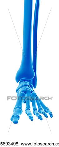 Human foot bones View Large Photo Image Stock Photography - Human foot bones. Fotosearch
