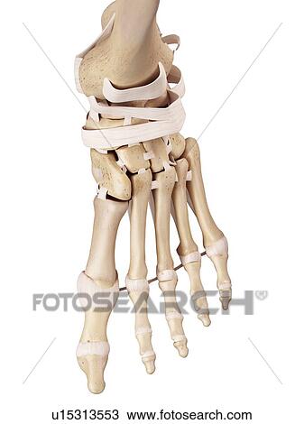 Human foot ligaments View Large Photo Image Stock Image - Human foot ligaments. Fotosearch