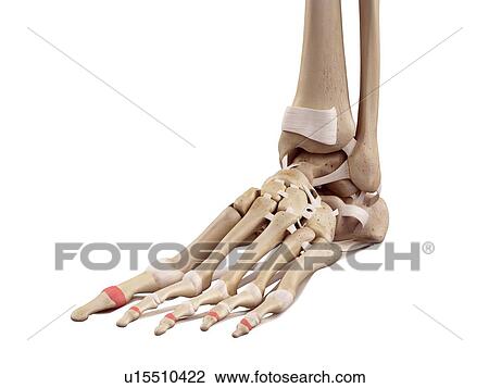Human foot ligaments View Large Photo Image Stock Image - Human foot ligaments. Fotosearch