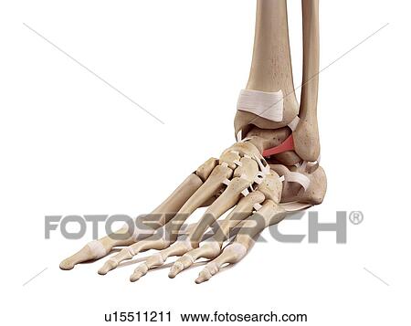 Stock Image - Human foot ligaments. Fotosearch