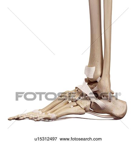 Human foot ligaments View Large Photo Image Stock Photo - Human foot ligaments. Fotosearch
