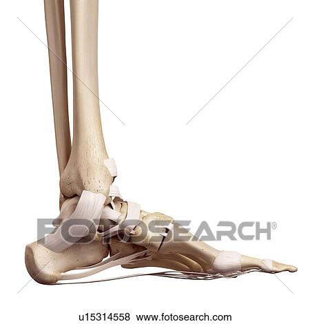 Stock Photo - Human foot ligaments. Fotosearch