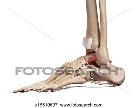 Human foot ligaments View Large Photo Image Stock Photo - Human foot ligaments. Fotosearch