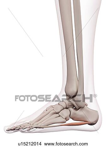 Human foot muscle View Large Photo Image Picture - Human foot muscle. Fotosearch