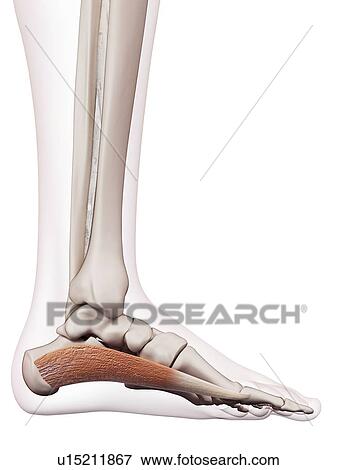 Stock Photo - Human foot muscle. Fotosearch