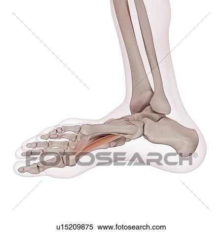 Human foot muscle View Large Photo Image Stock Photography - Human foot muscle. Fotosearch