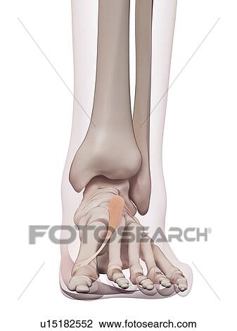 Stock Image - Human foot muscles. Fotosearch