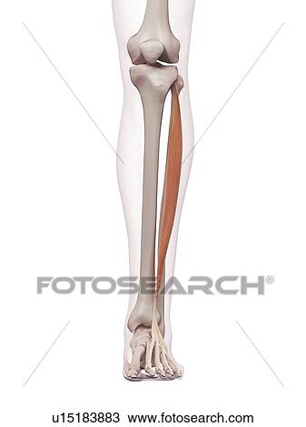 Human foot muscles View Large Photo Image Stock Image - Human foot muscles. Fotosearch