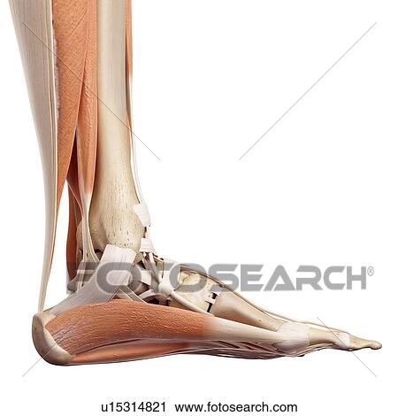 Stock Image - Human foot muscles. Fotosearch