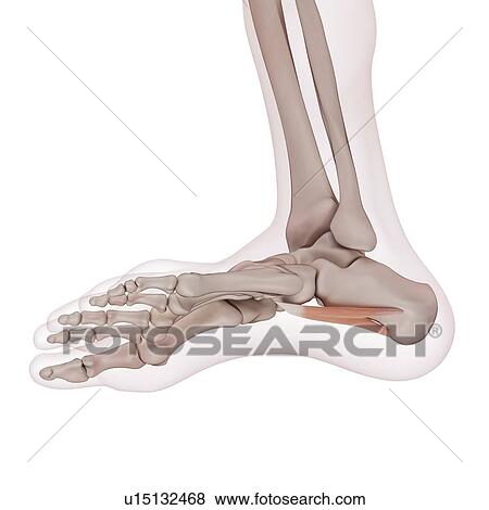 Human foot muscles View Large Photo Image Stock Photo - Human foot muscles. Fotosearch