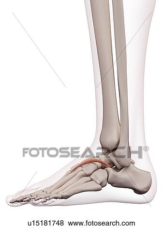 Human foot muscles View Large Photo Image Stock Photo - Human foot muscles. Fotosearch