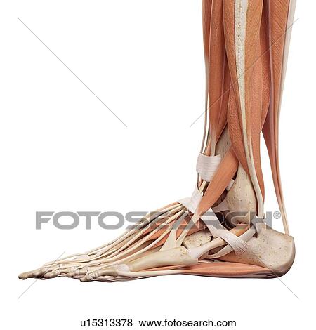 Human foot muscles View Large Photo Image Stock Photo - Human foot muscles. Fotosearch