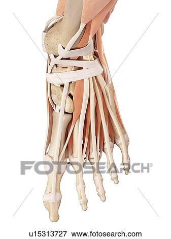 Stock Photo - Human foot muscles. Fotosearch