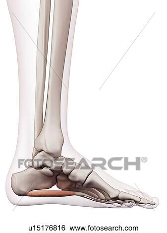 Stock Photograph - Human foot muscles. Fotosearch